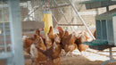 Bainbridge Chook Tower Drinker