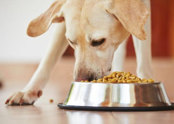 What is the best food to feed your dog?