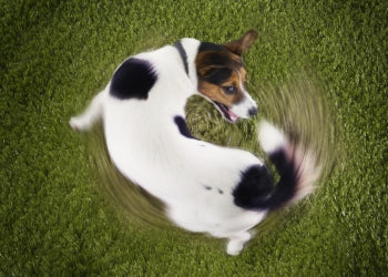 Why does your Pet dog run around in a Circle?