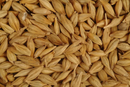 Avigrain Pigeon Barley 20kg * Click & Collect Or Local Delivery Only*