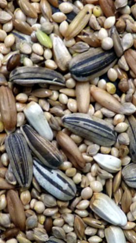 Avigrain Cockatiel Mix Bird Seed 10kg