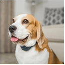 Petsafe Anti Bark Rechargeable Audible Collar For Dogs