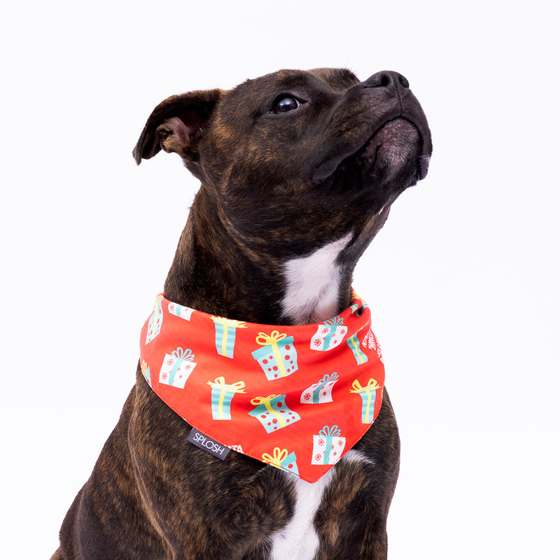 Splosh Dog Bandana Christmas Presents Design