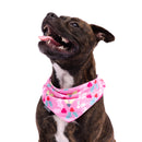 Splosh Dog Bandana Christmas Holly Design