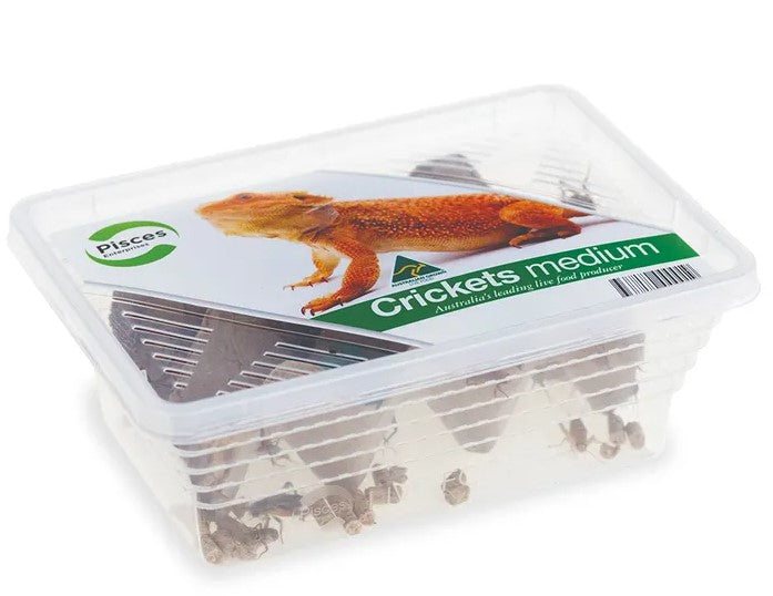 Pisces Live Food Crickets Medium - Tub