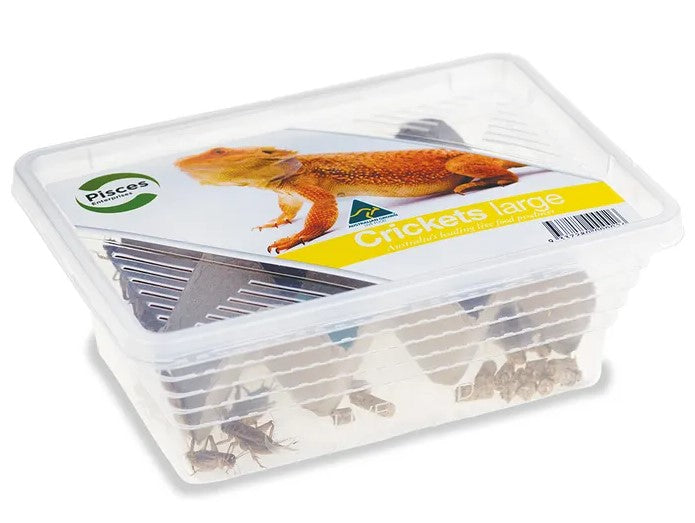 Pisces Live Food Crickets Large - Tub