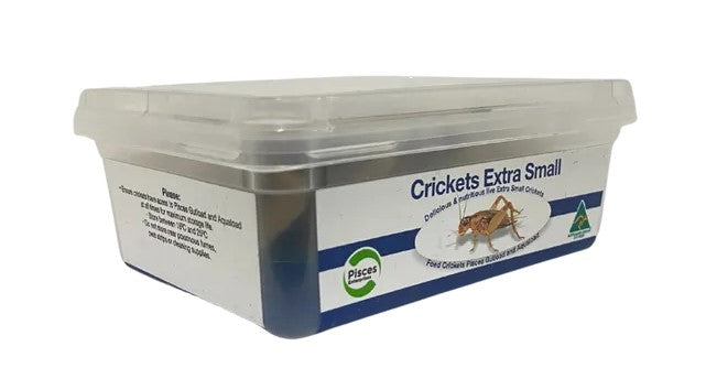 Pisces Live Food Crickets X Small