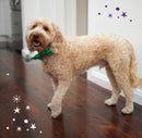 Kazoo Christmas Bow Ties Green Medium