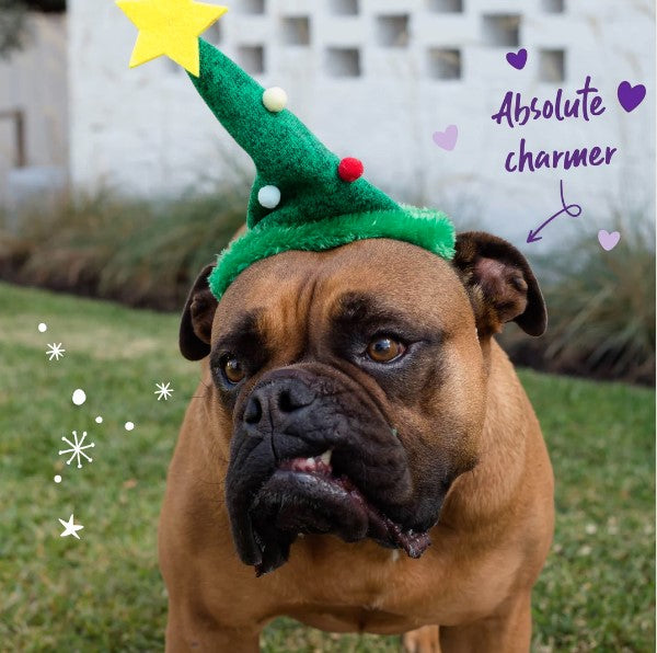 Kazoo Christmas Santa Paws Tree Hat