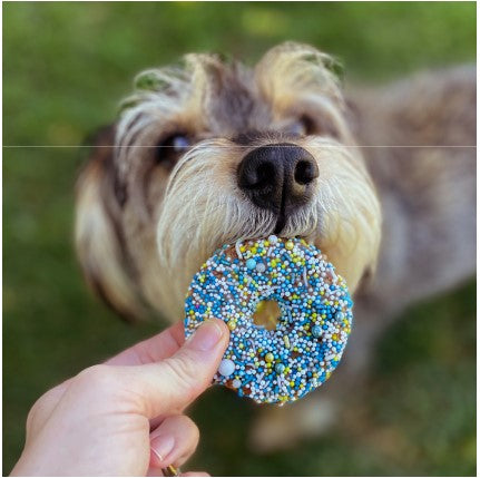 Barney's Barkery Dog Donut Biscuit - Blue