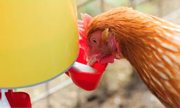 Bainbridge Chook Tower Drinker