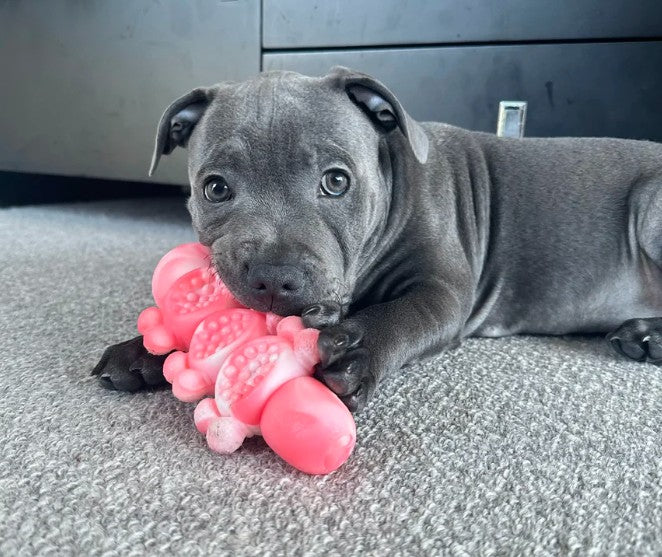 Happy Staffy Co Tough Wiggle Worm
