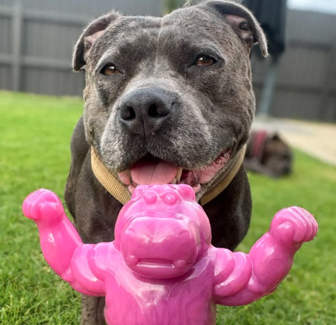 Happy Staffy Co Chomp-o-potamus
