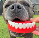 Happy Staffy Co Chatter Chompers Dog Toy