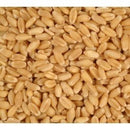 Avigrain Wheat Feed 20kg * Store Pick Up Or Local Delivery Only *