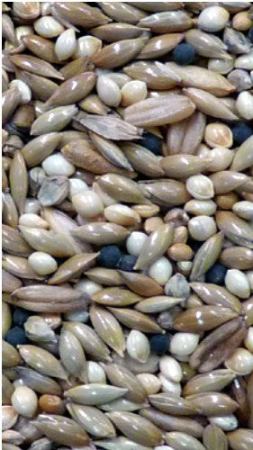 Avigrain Canary Mix 20kg * Store Pick Up Or Local Delivery Only *