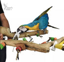 Nino's Java Bird Toys Multi Branch With Toys Medium