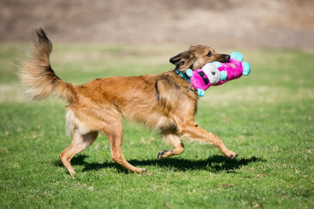 Petstages Bottle Bros Rhino Pink Large Dog Chew Toy