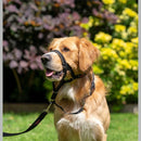 Halti Headcollar Black By Company Of Animals