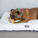 Kazoo Dog Toy Latex Silly Pig