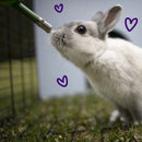 Kazoo Drinking Bottle Dwarf Rabbit 500ml